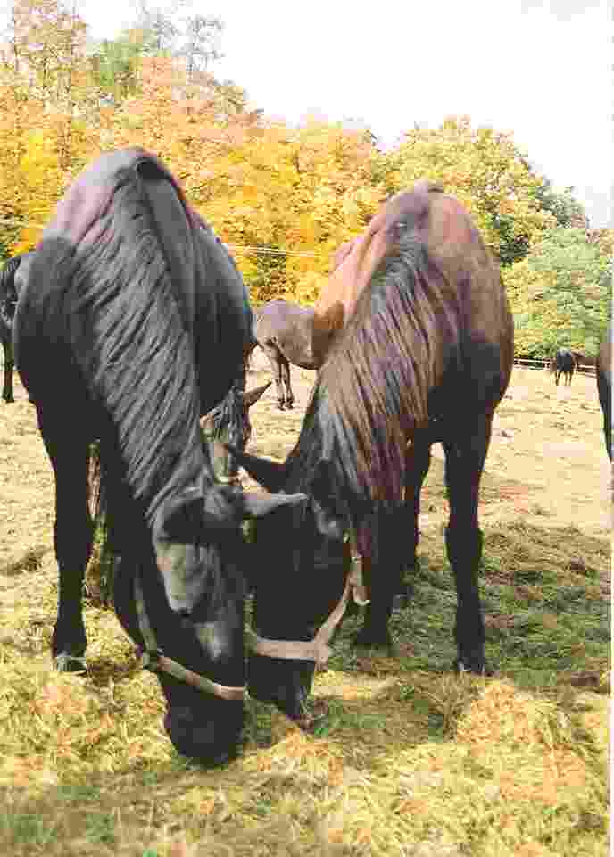 Výběhy koní ve Slatiňanech na trase Chrudim - Podhůra